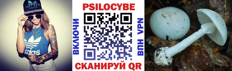 где найти   Верхнеуральск  Галлюциногенные грибы Psilocybe 
